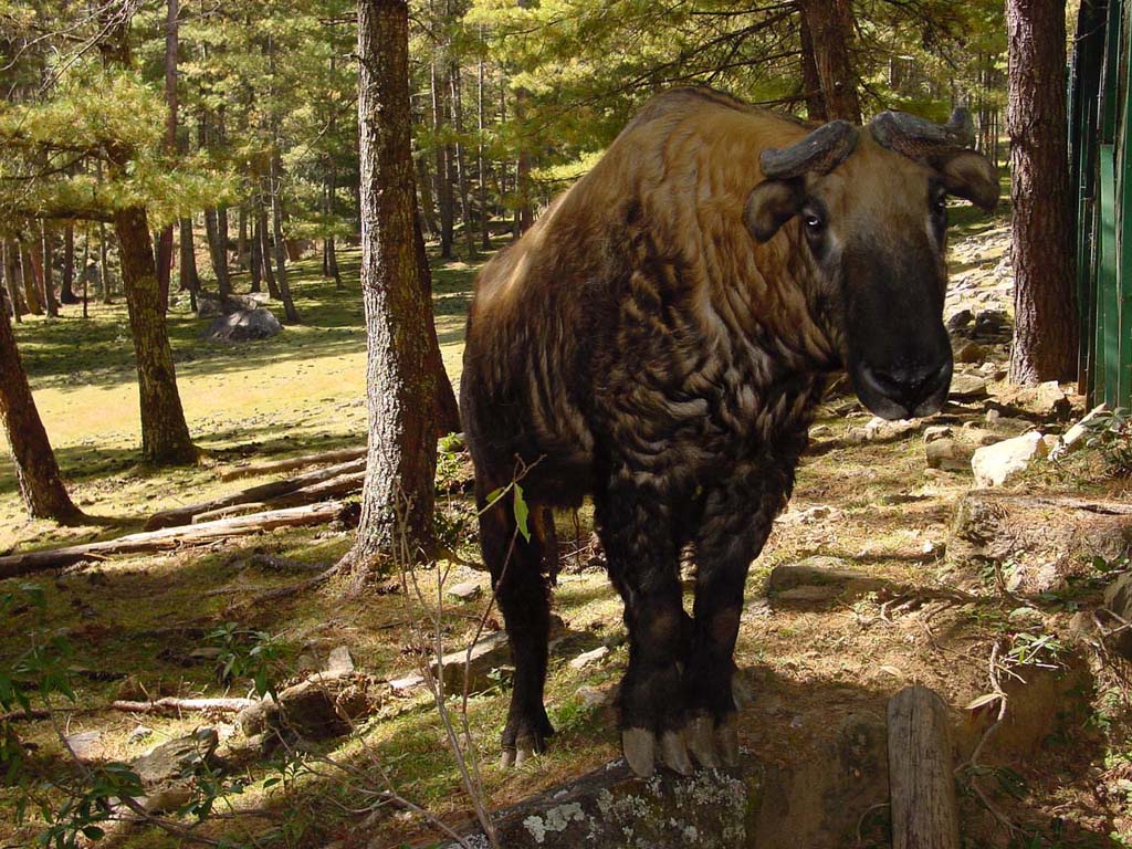 The Takin, National Animal