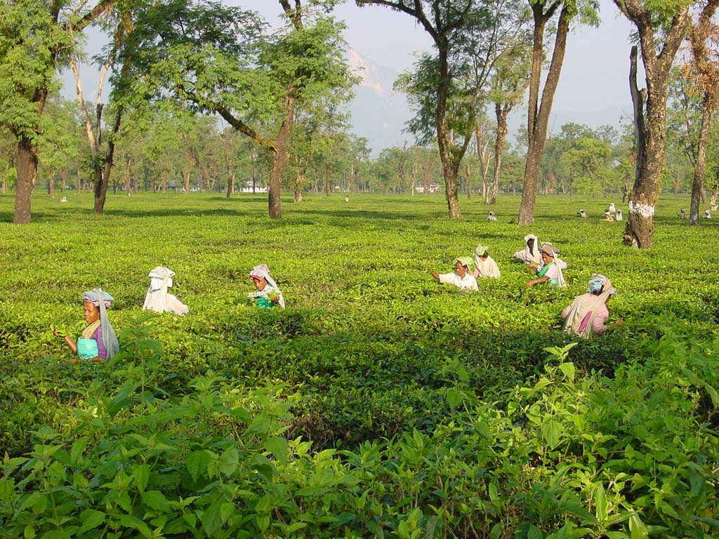 Tea Harvest