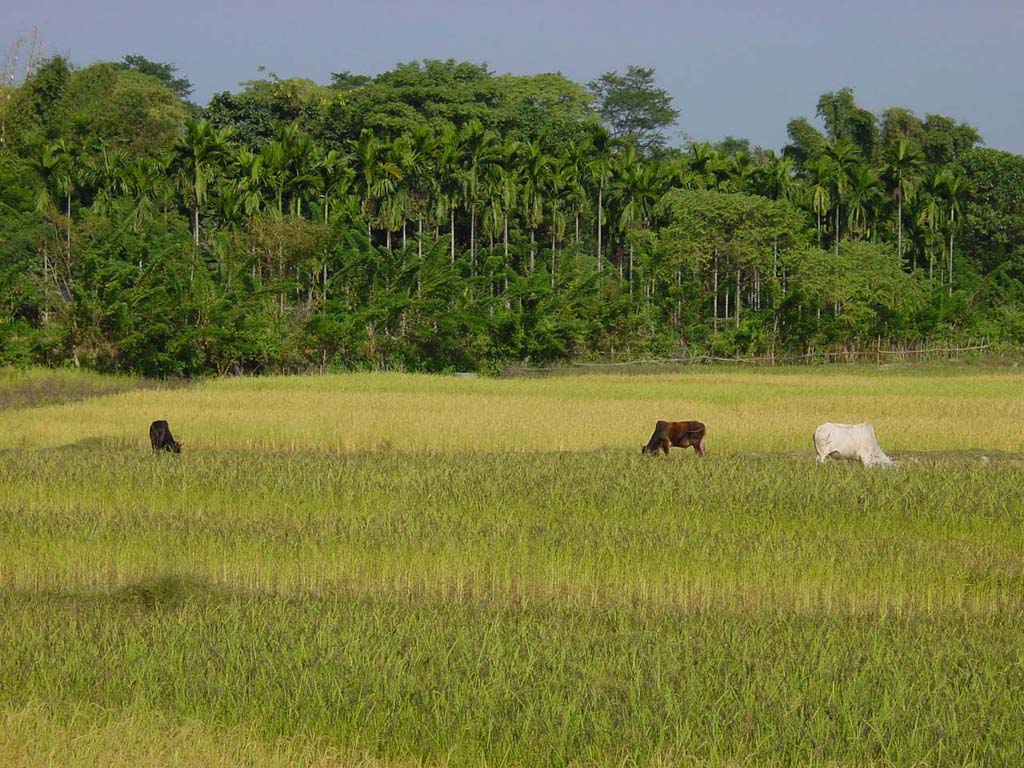 West Bengal