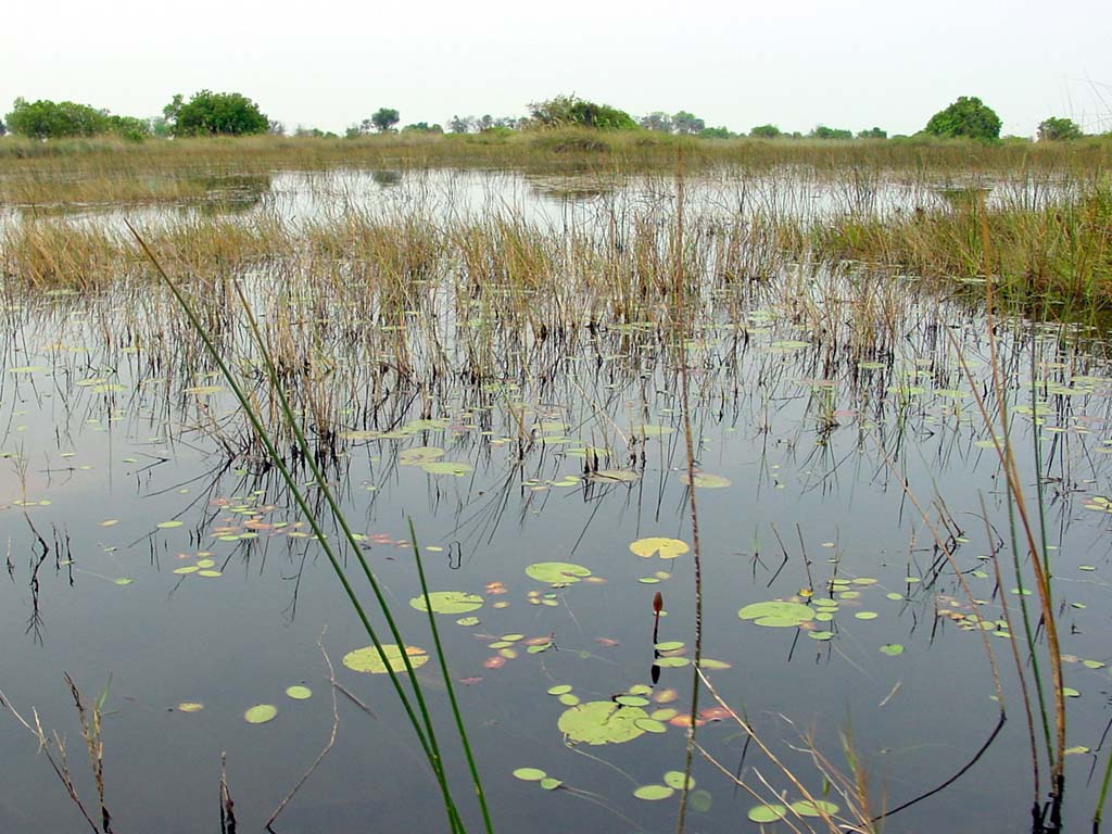 Okavango Delta