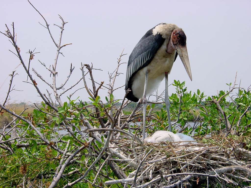 Mother Marabou