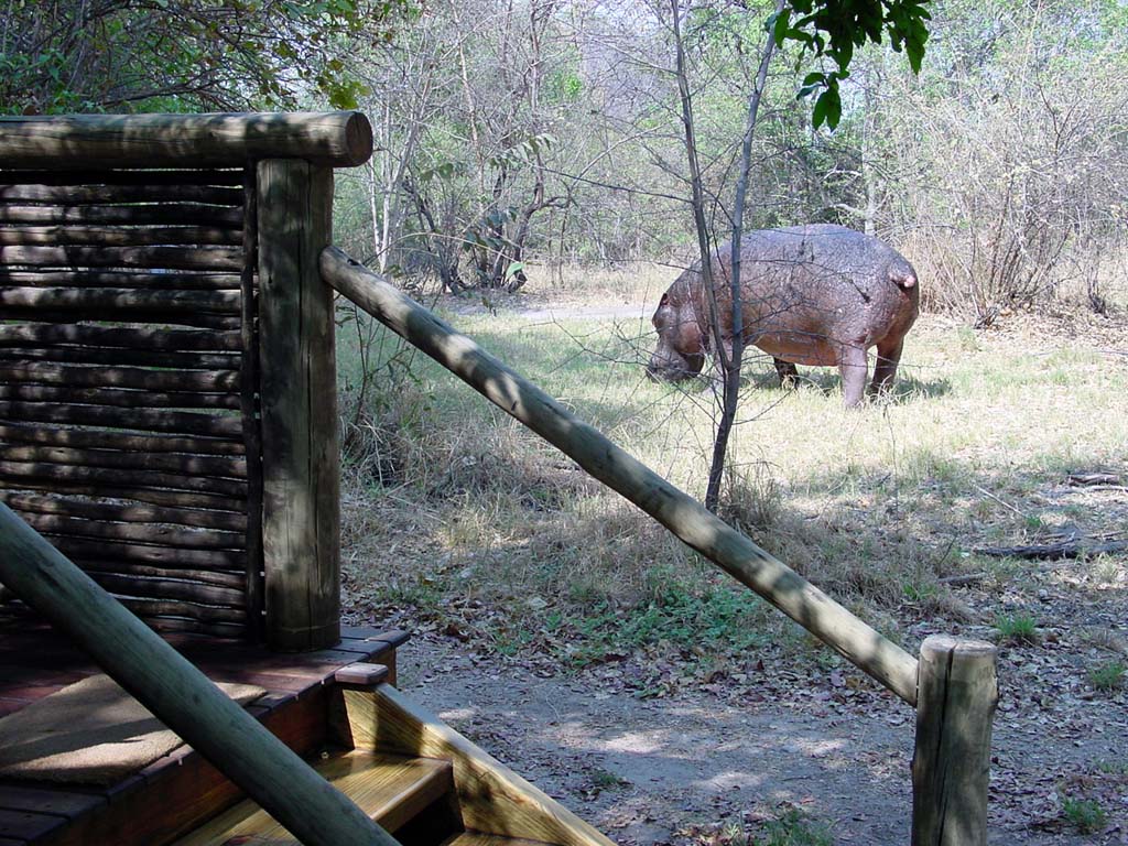 Camp Moremi - A Visitor