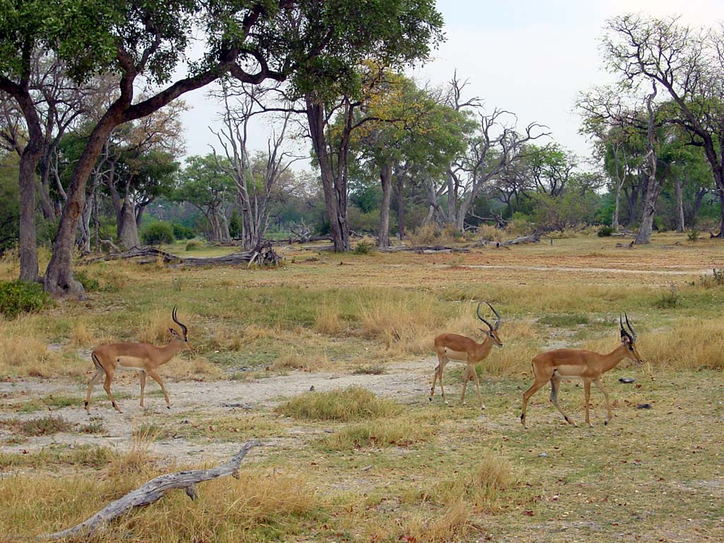 Around the Camp