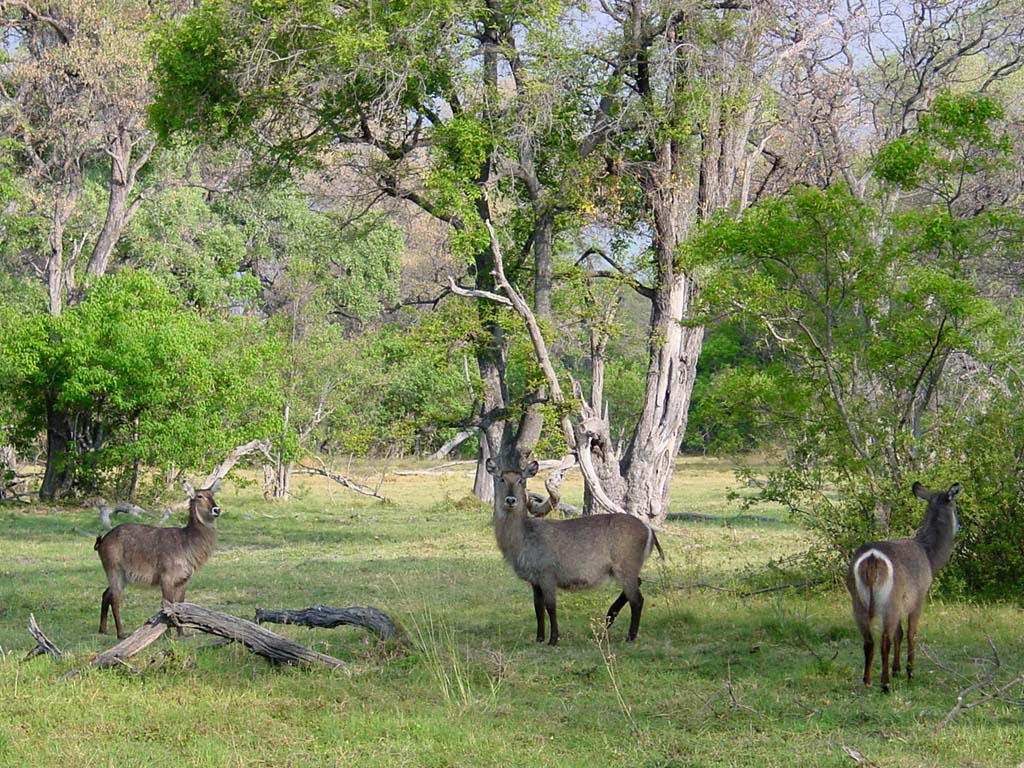 Waterbuck