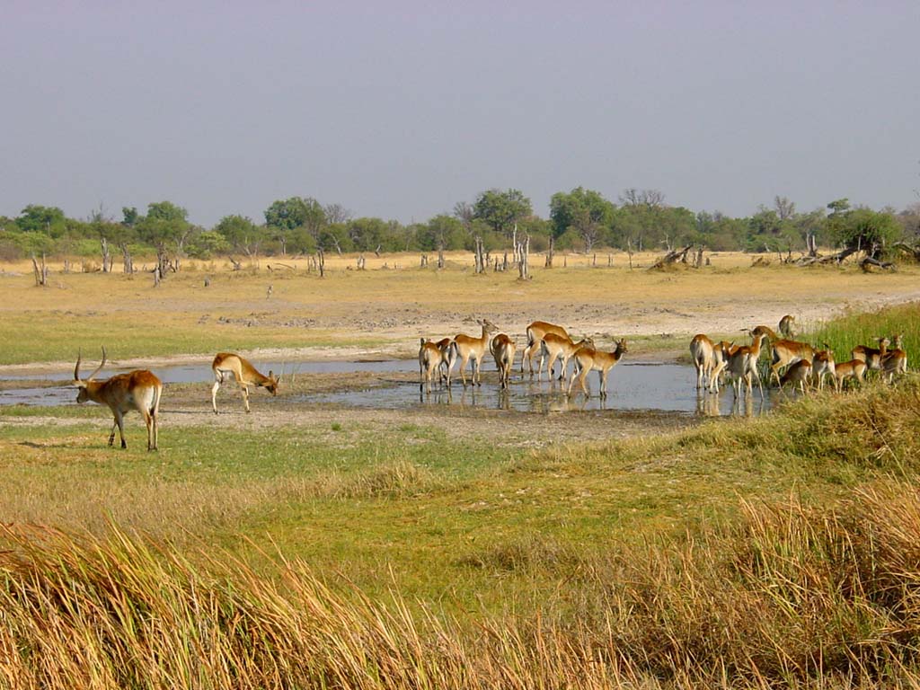 Impalas