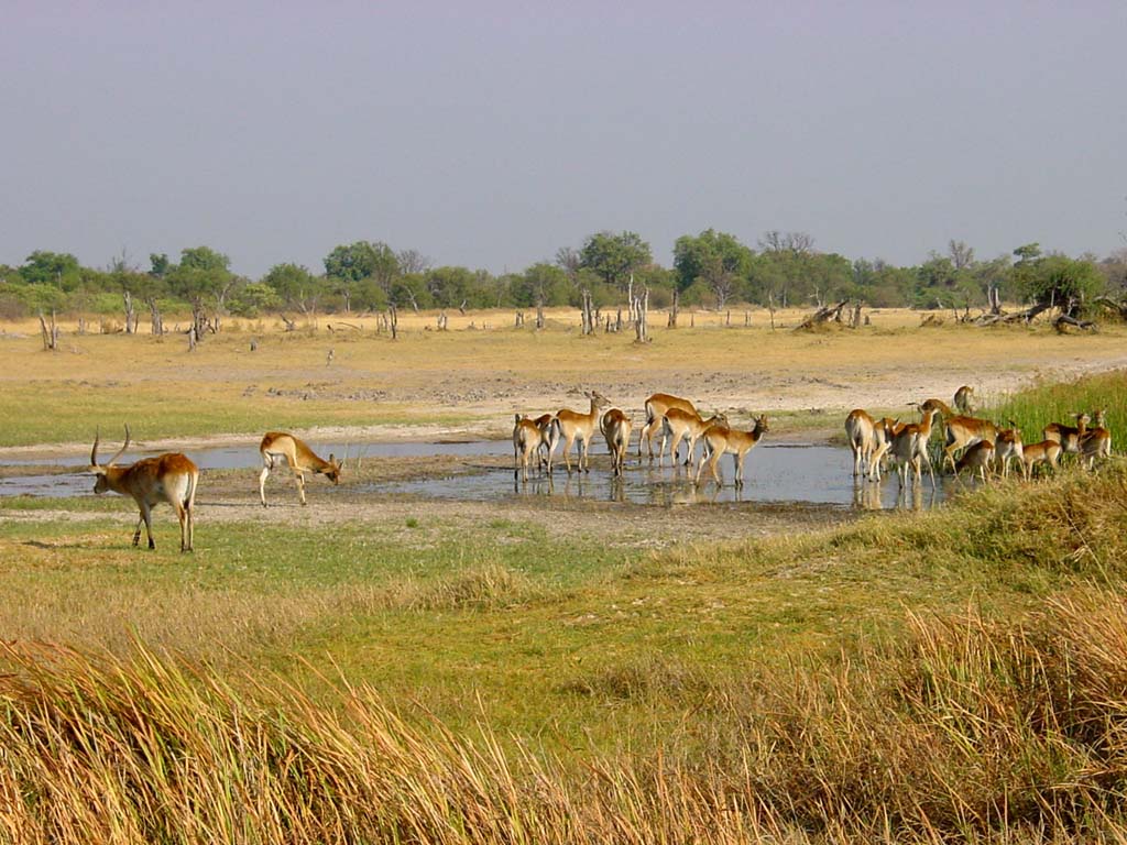 Impalas