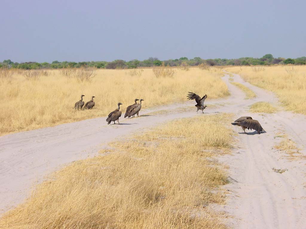 Vultures