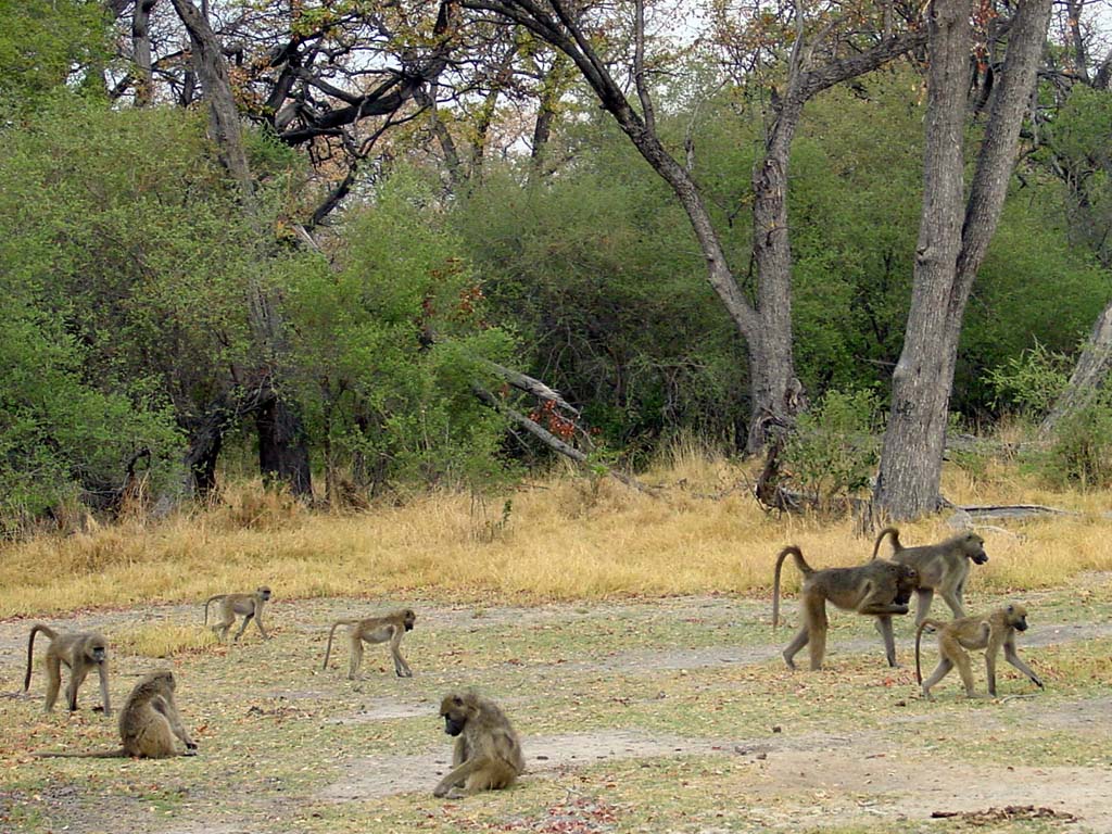 Baboons