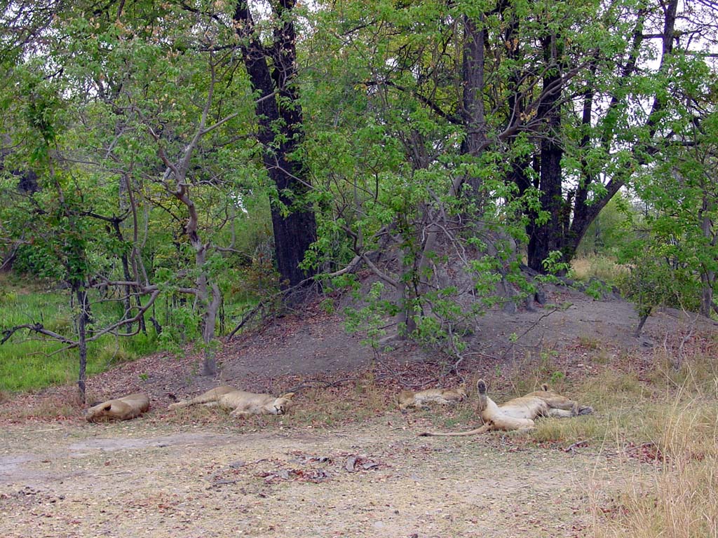 Siesta outside Camp Moremi