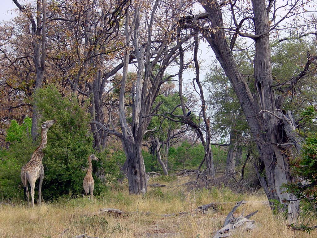 Safari