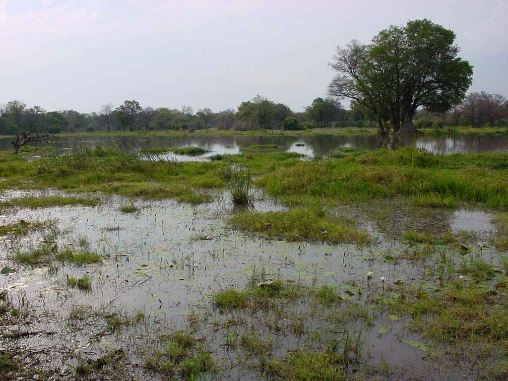 Okavango Visions