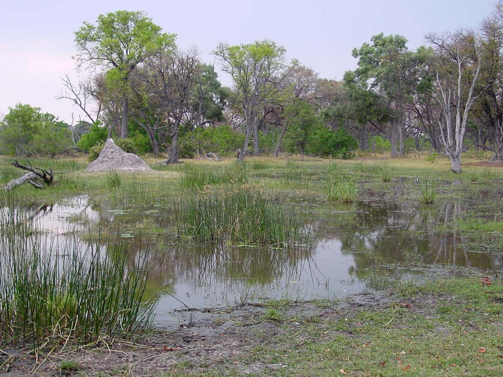 Okavango Visions