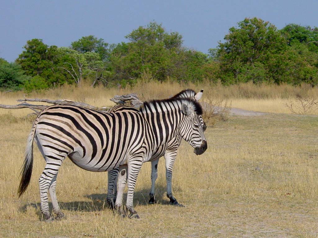 Plains Zebra