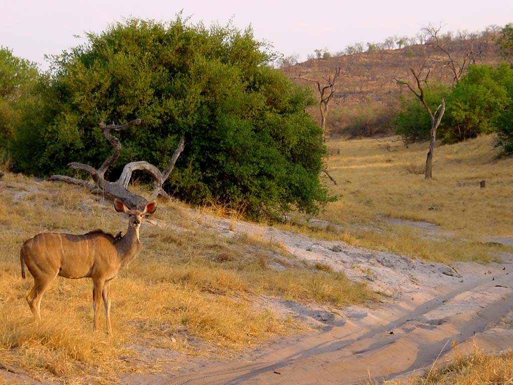 Kudu