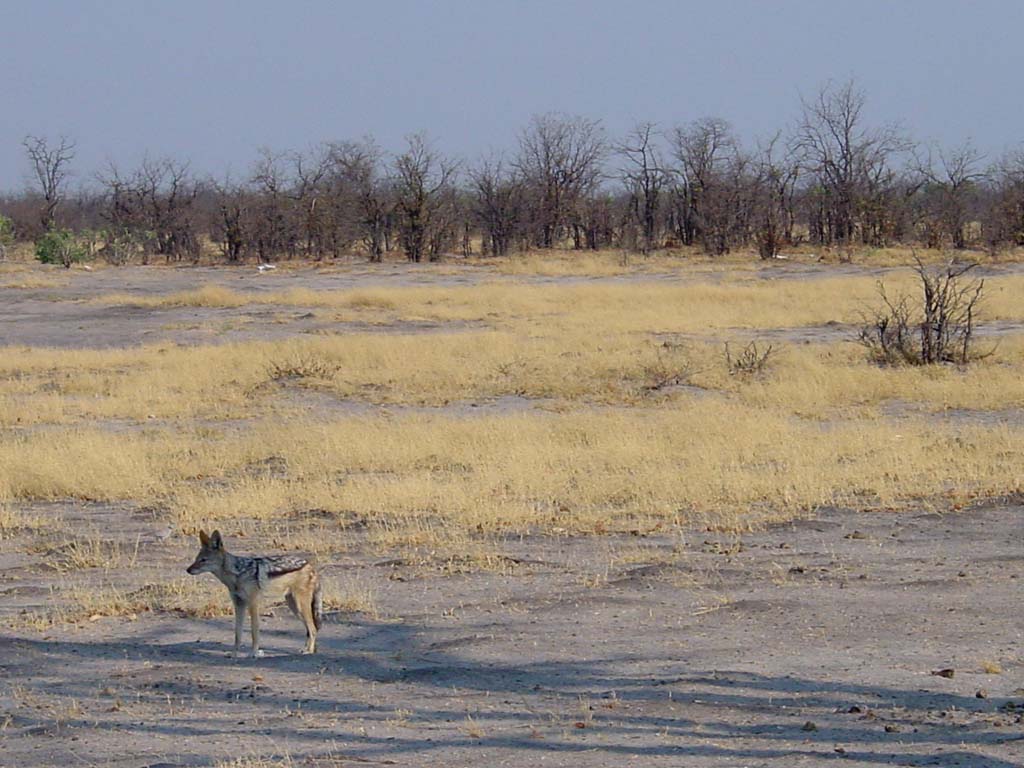 Black-backed Jackal