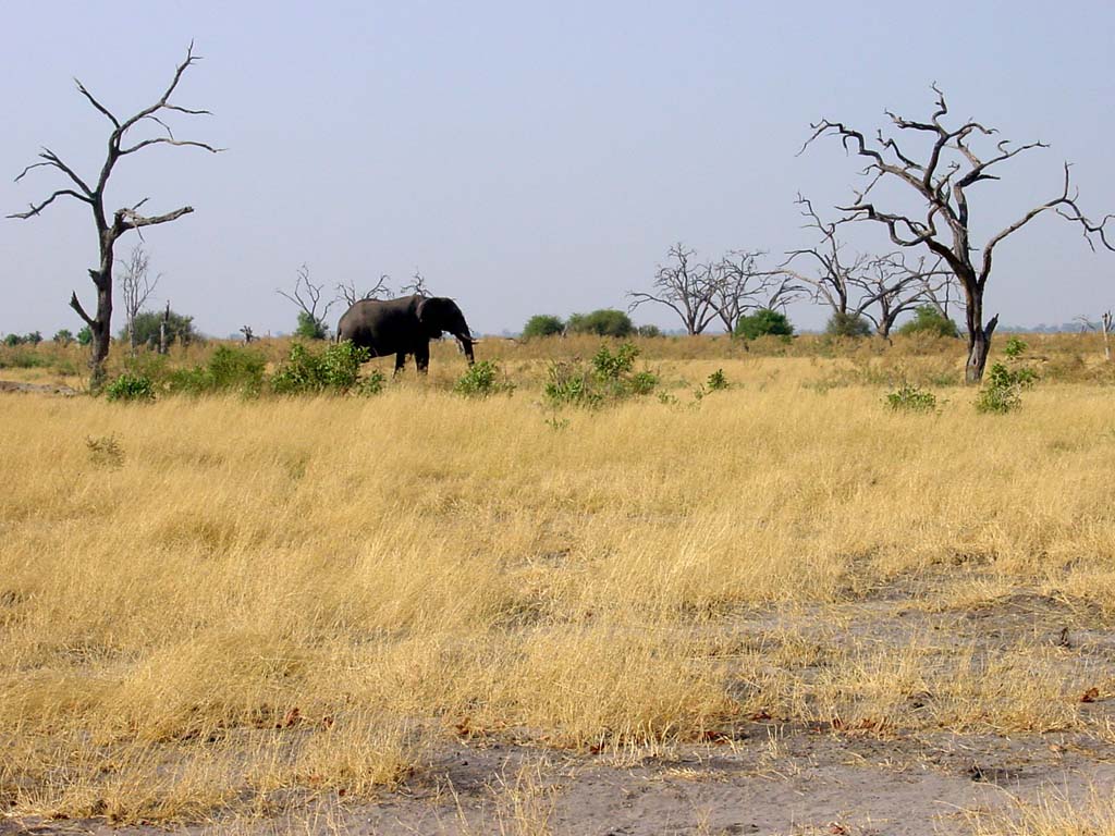 Savute Plain