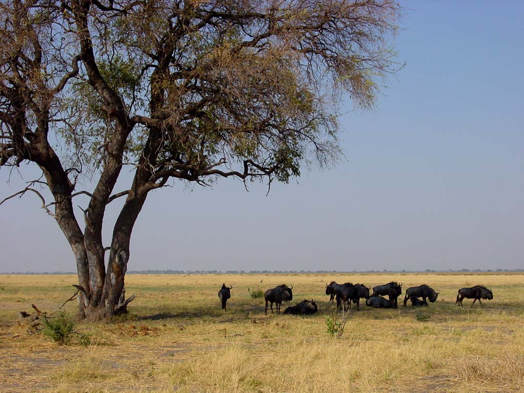 Blue Wildebeest