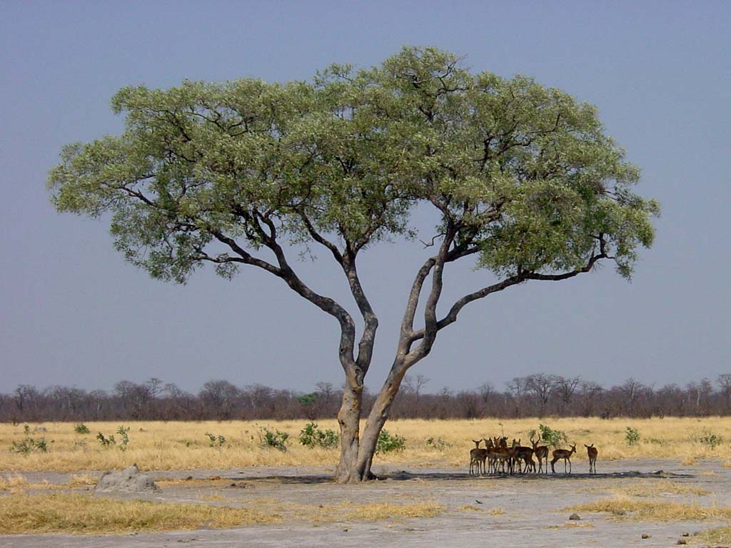 Impalas