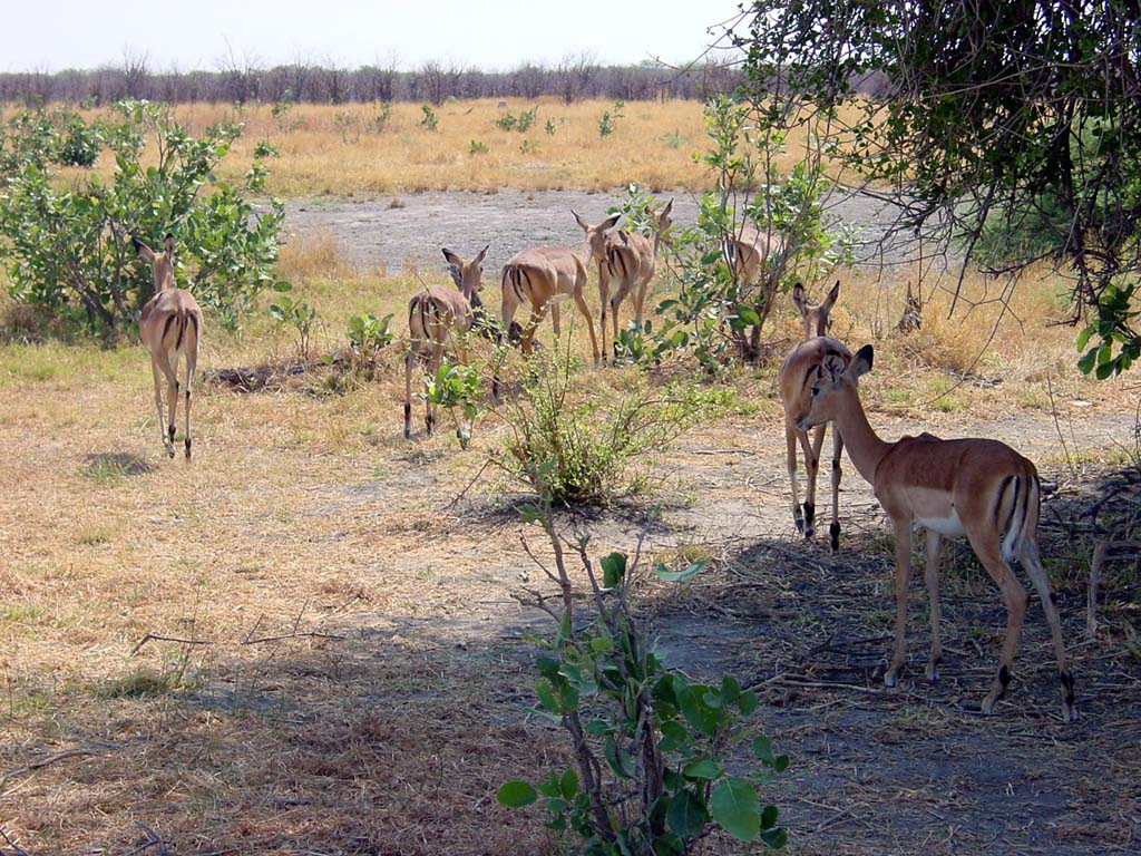 Impalas