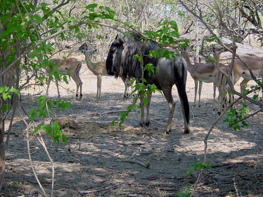 Blue Widebeest and Impalas