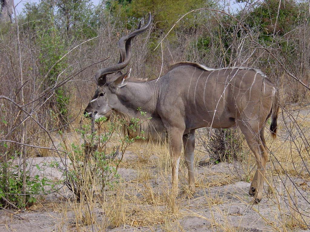 Kudu