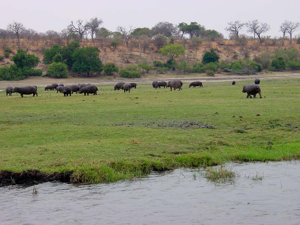 Chobe River Scenes