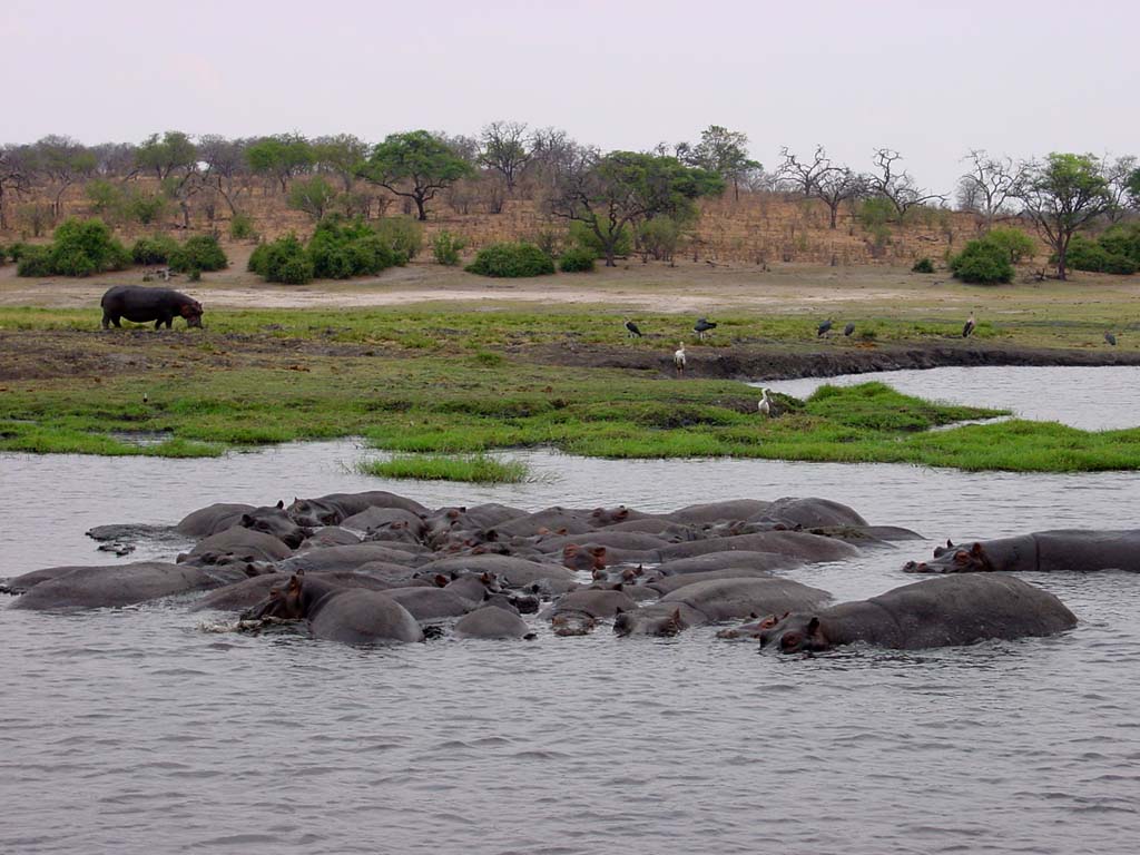 Boating on the Chobe River