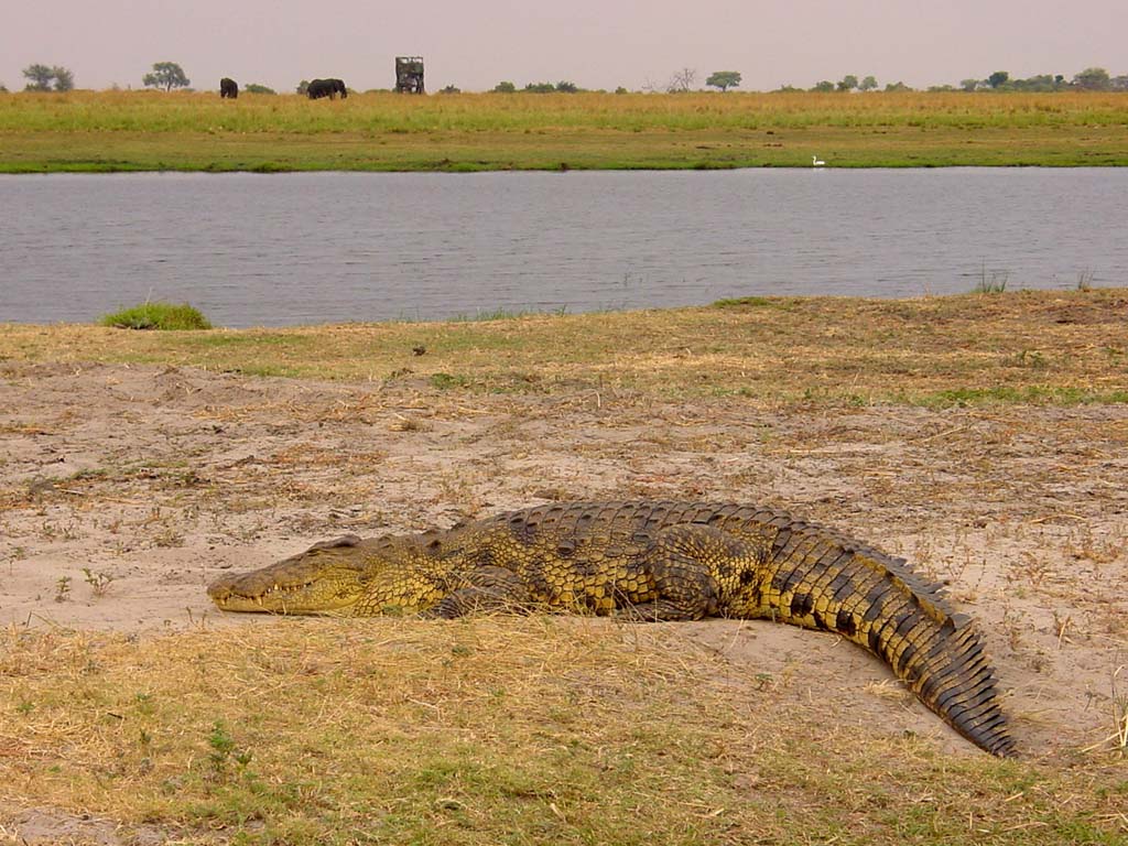 On the Chobe River Bank