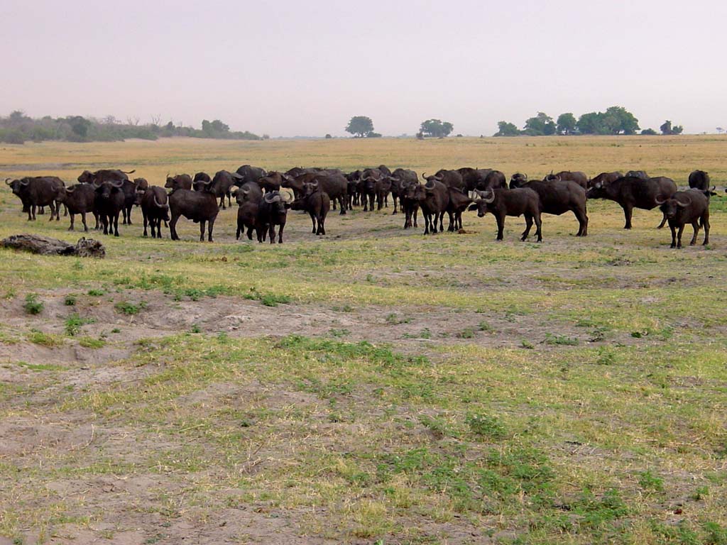 Buffalo Herd