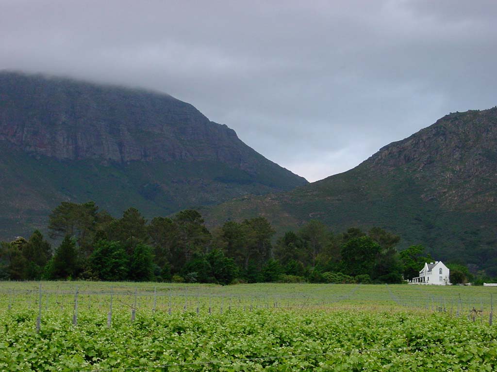 Western Cape Vineyards