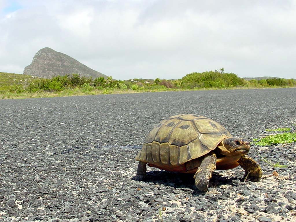 Cape Peninsula National Park