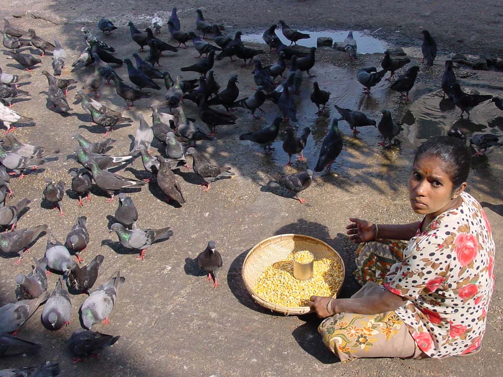 Feeding Pigeons