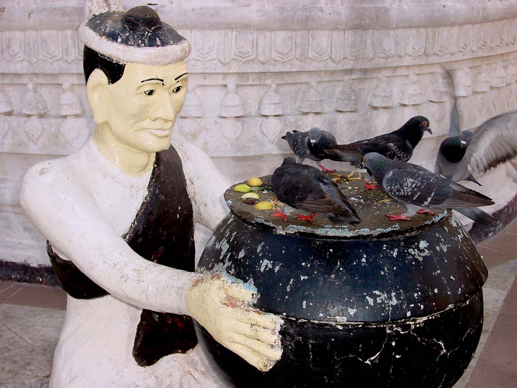 Pigeons