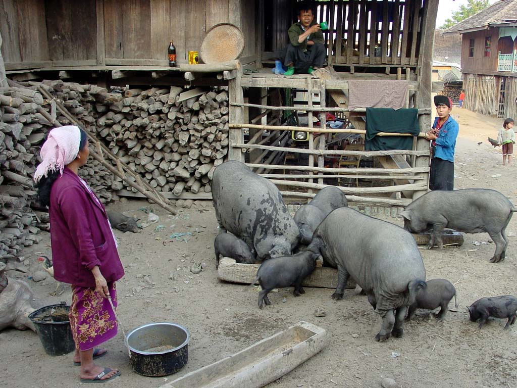 Palaung Village