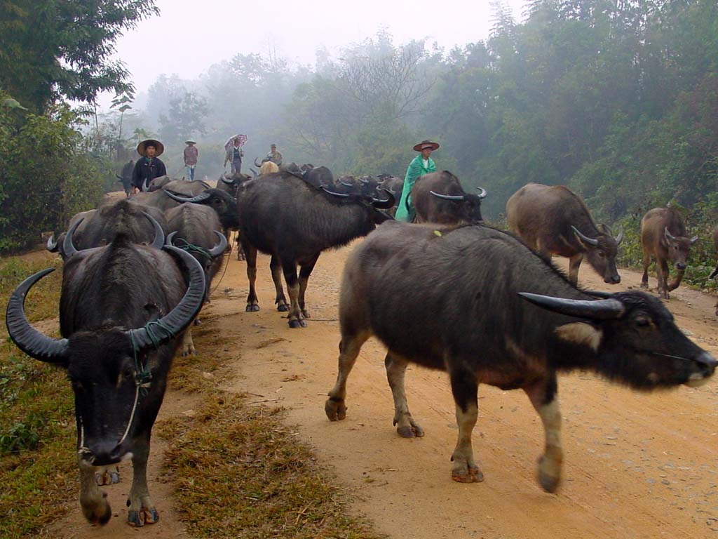 To the Buffalo Market