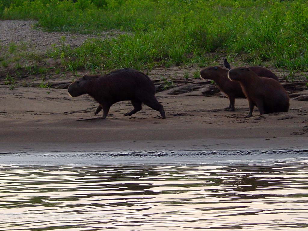 Capybara