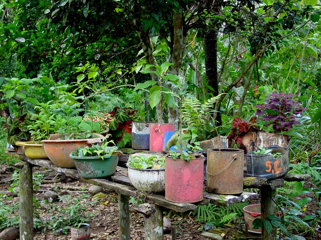 Potted Plants