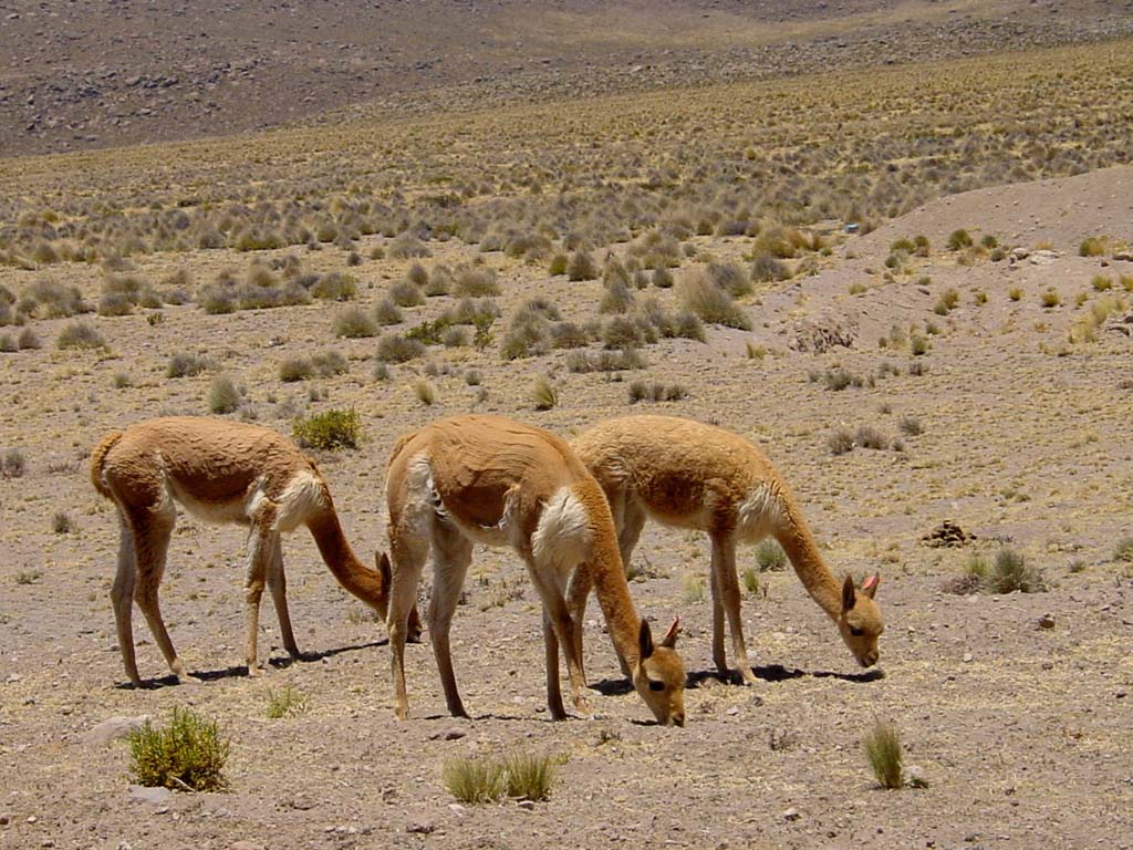 Vicuñas, Aguada Blanca