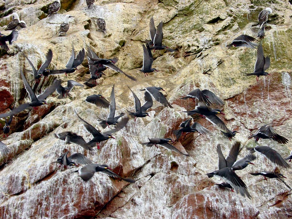 Islas Ballestas