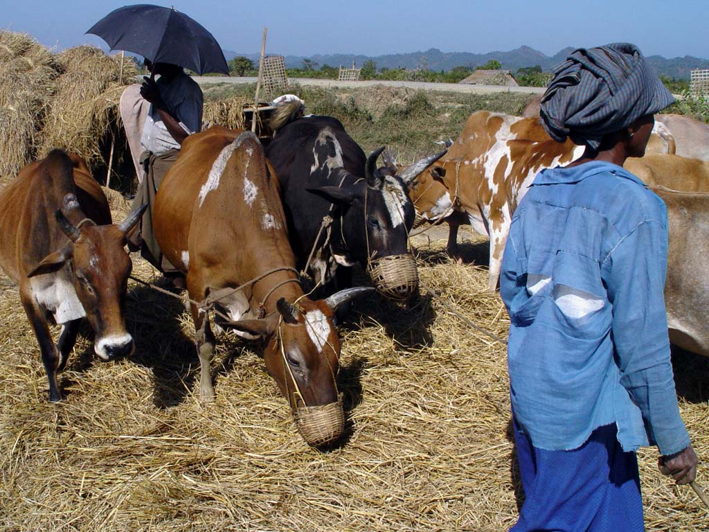 Threshing