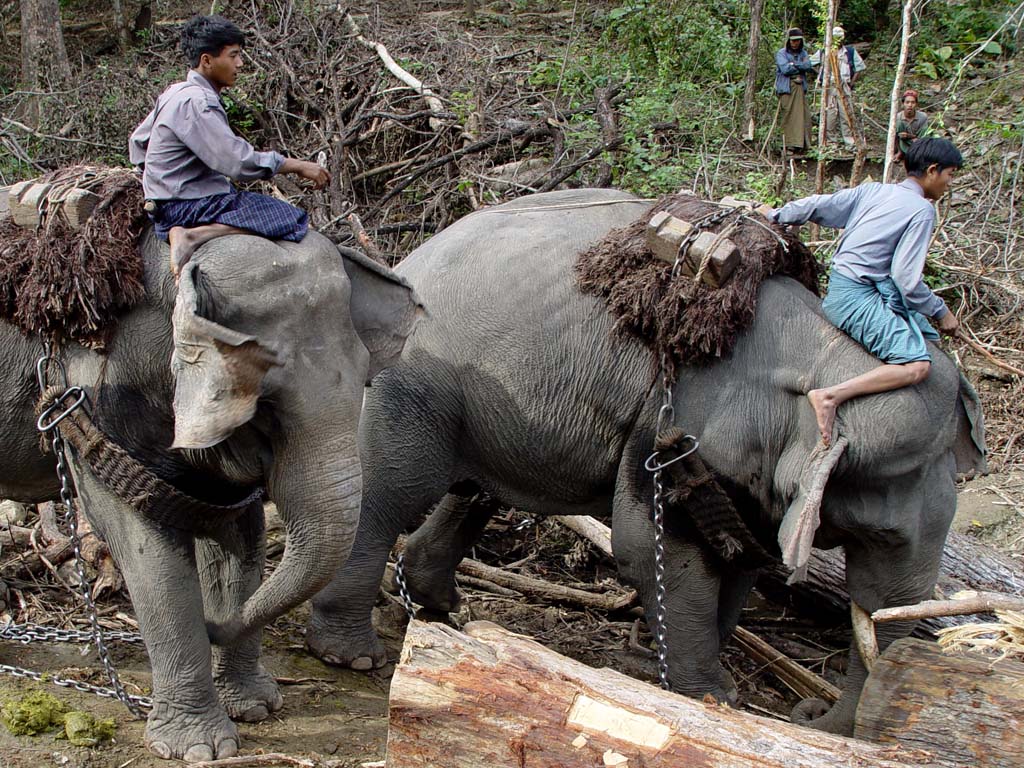 Elephants