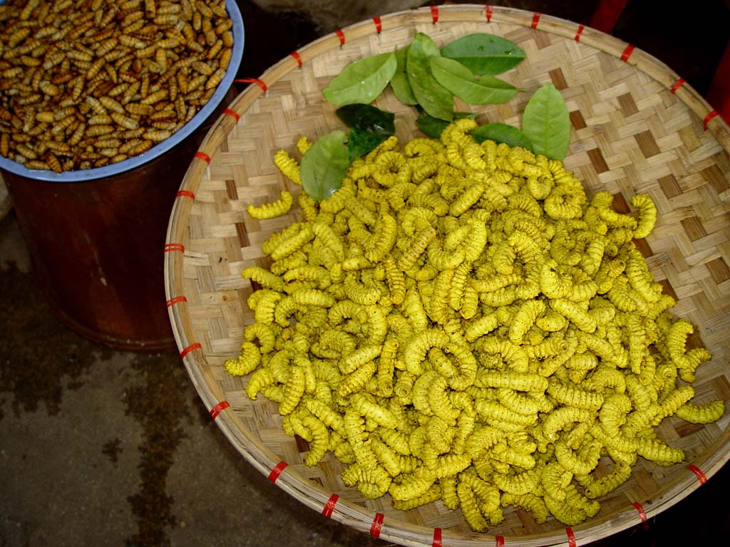 Silkworms at the Market