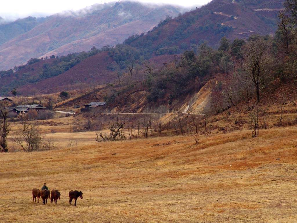 The General's Horses