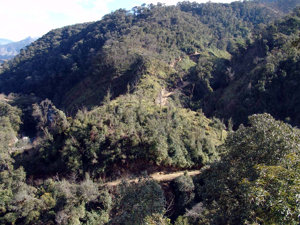 Logging Roads