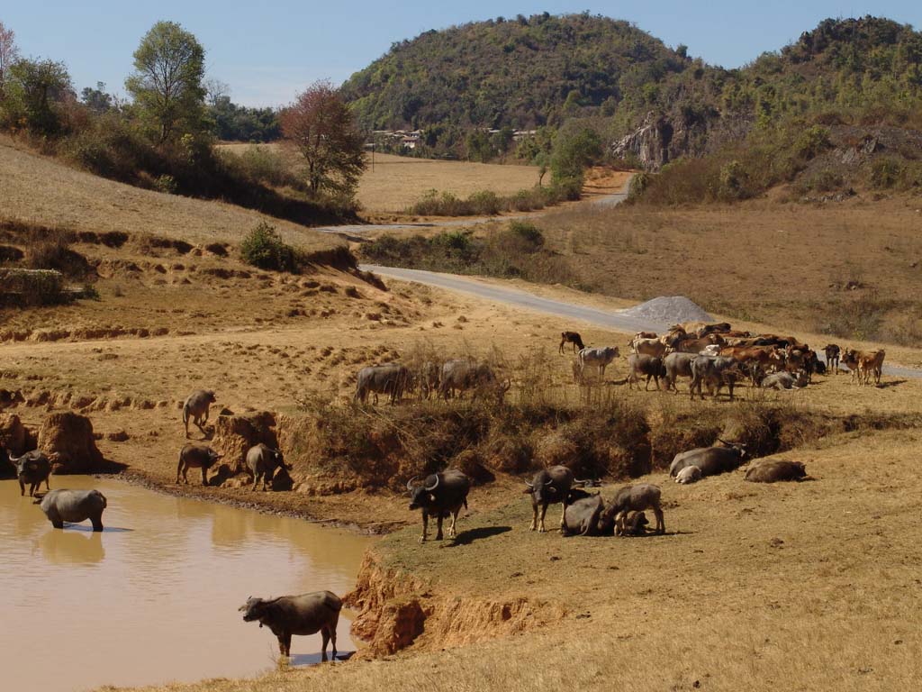 Landscape