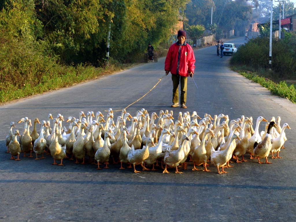 Geese