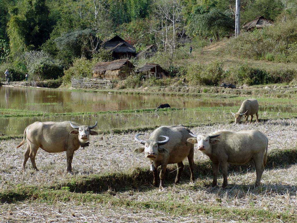 On The Road To Dong Som