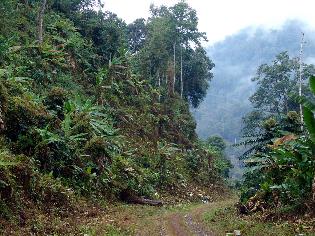 Nanyun - Pangsawng