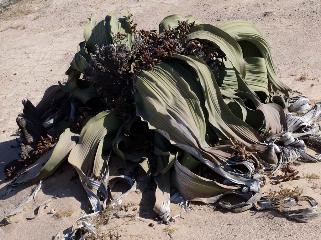 Welwitschia