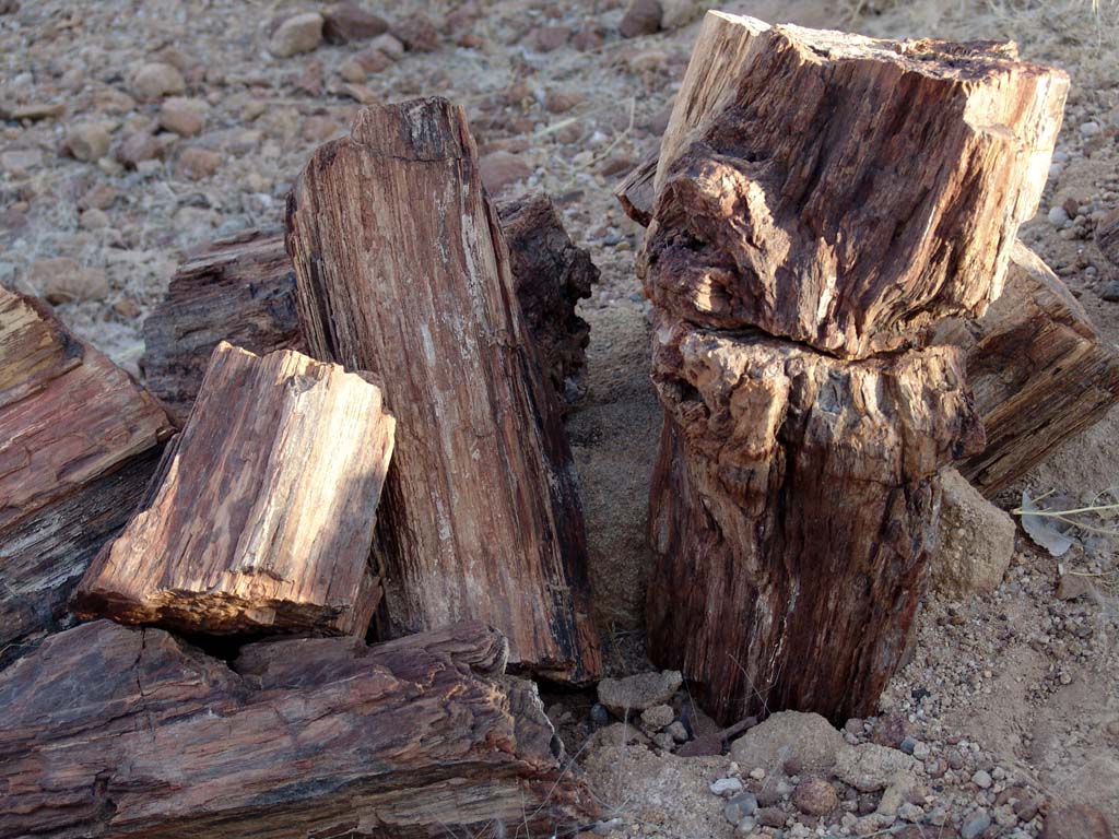 Petrified Forest